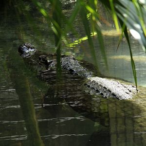 New Guinea Crocodile
