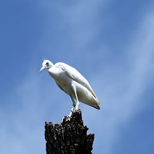 Juvenile Little Blue Heron (wild)