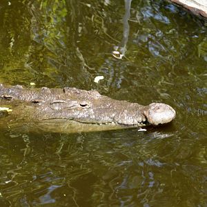 American Crocodile