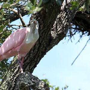 Roseate Spoonbill (wild)