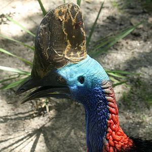 Southern Cassowary
