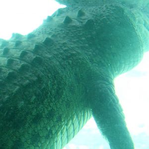 Saltwater Crocodile