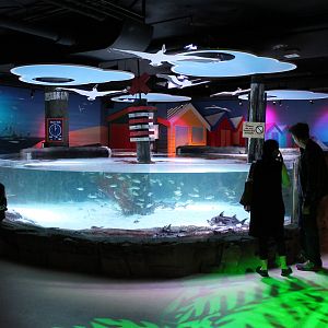 tank for elephantfish (Callorhynchus millii)