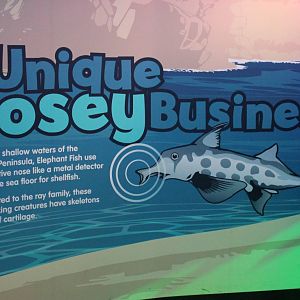 signage for elephantfish (Callorhynchus millii)