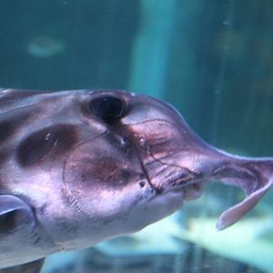 elephantfish (Callorhynchus millii)