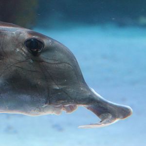 elephantfish (Callorhynchus millii)