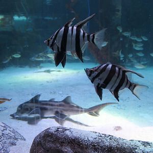 tank for elephantfish (Callorhynchus millii)