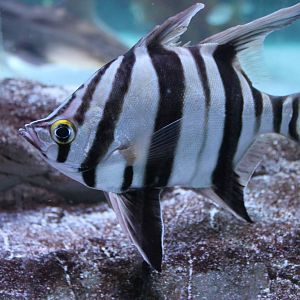 oldwife (Enoplosus armatus)