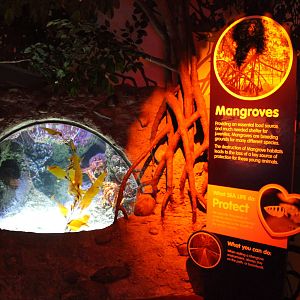 tank for packhorse crayfish (Sagmariasus verreauxi)