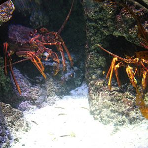 packhorse crayfish (Sagmariasus verreauxi)