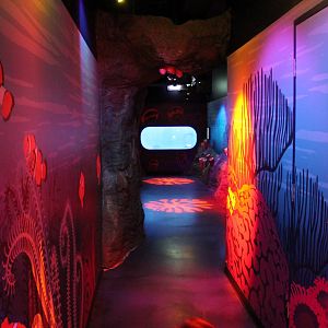 hallway leading to jellyfish tank