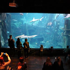 viewing window into ocean tank