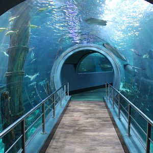 tunnel through ocean tank