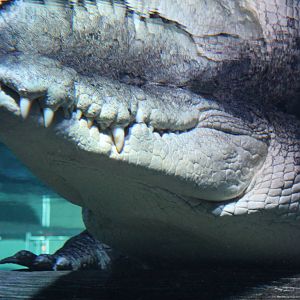 saltwater crocodile (Crocodylus porosus)