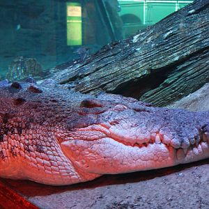 saltwater crocodile (Crocodylus porosus)