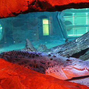 saltwater crocodile (Crocodylus porosus)