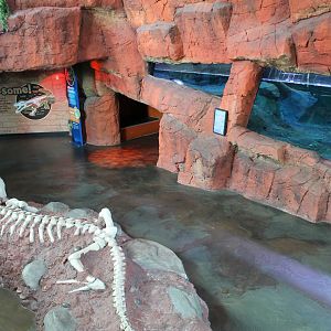 view of part of crocodile display