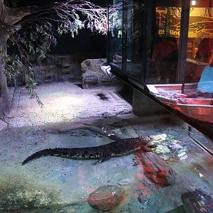 overhead view of crocodile enclosure