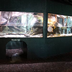 tank for South American fish