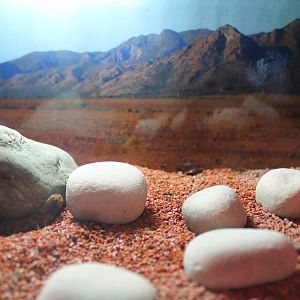 tank for Flinders scorpion (Urodactus elongatus)