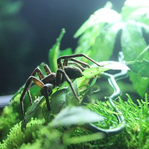 water spider (Dolomedes sp)
