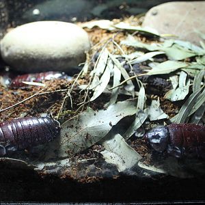giant burrowing cockroaches (Macropanesthia rhinoceros)