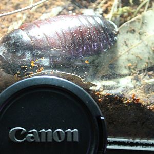 giant burrowing cockroach (Macropanesthia rhinoceros)