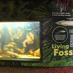 tank for Australian lungfish (Neoceratodus forsteri)