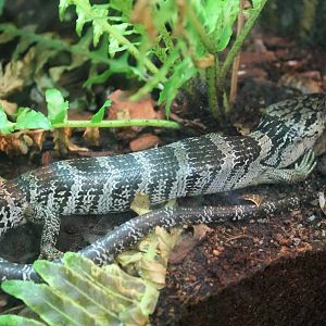pink-tongue skink (Hemisphaeriodon gerrardii)