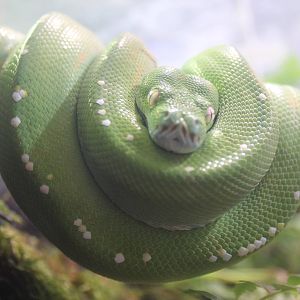 green tree python (Morelia viridis)