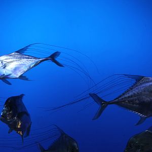 threadfin trevally (Alectis indica)