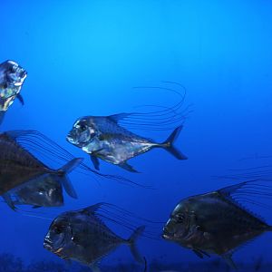 threadfin trevally (Alectis indica)