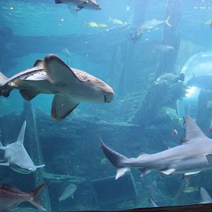 sharks in the ocean tank
