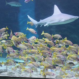 sharks and other fish in the ocean tank