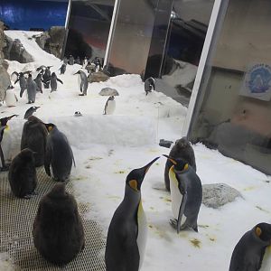 penguins