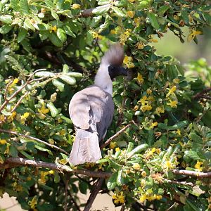 Bare-faced Go-Away Bird