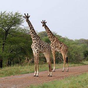 Masai Giraffes
