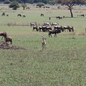 Grants Gazelle, Wildebeest and Plains Zebra
