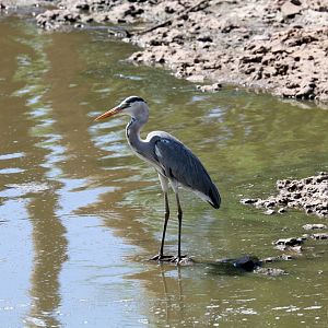 Grey Heron