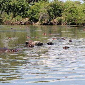 Hippos
