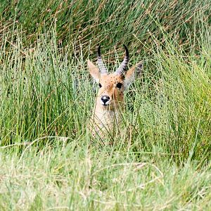 Bohor Reedbuck