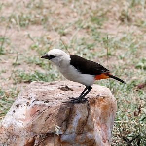White-headed Buffalo Weaver