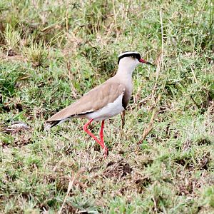 Crowned Lapwing
