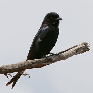 Fork-tailed Drongo