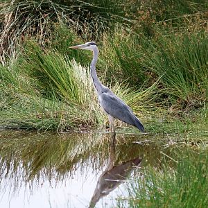 Grey Heron