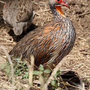 Grey-breasted Spurfowl