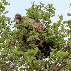 White-backed Vulture