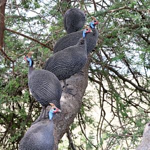 Helmeted Guineafowl
