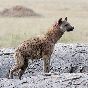 Spotted Hyena
