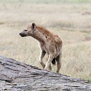 Spotted Hyena
